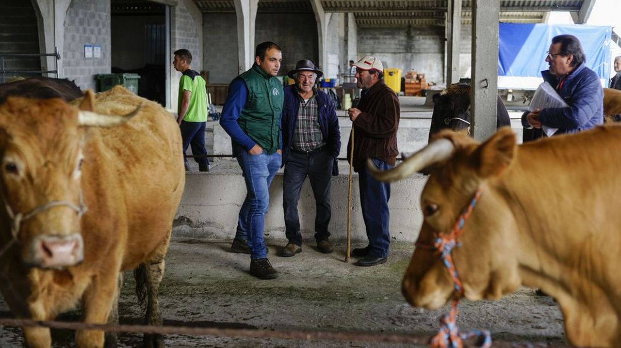 La Provincia De Ourense Vuelve A Tener Feria De Ganado En Castro Caldelas