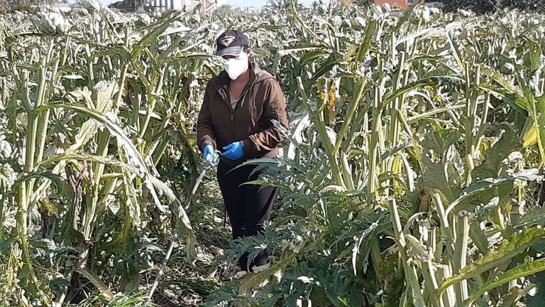 Agricultura Convoca El Premio De Excelencia A La Innovaci N Para