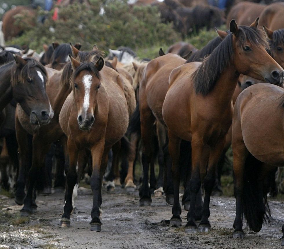 Los Mataderos De La Zona Sacrificaron 5 3 Millones De Animales En El 14