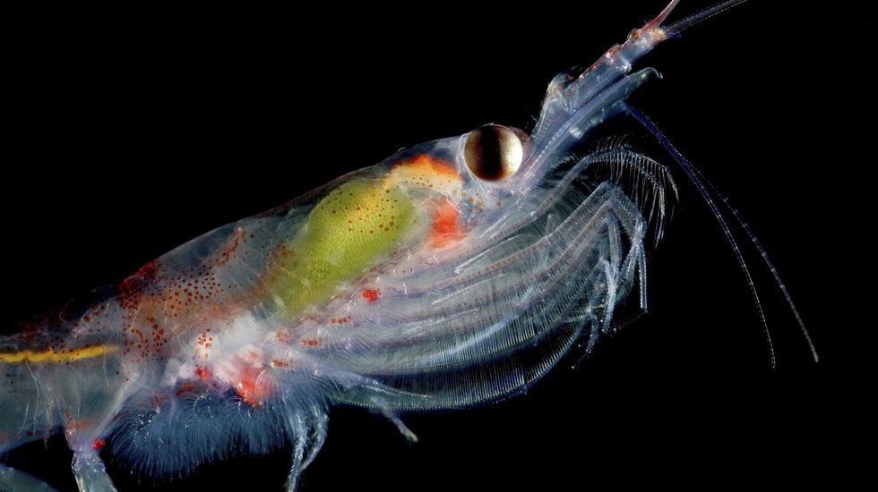 Krill crustaceo de la antartida