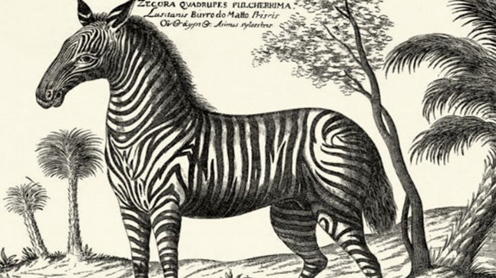 Buscando Cebras En O Galineiro