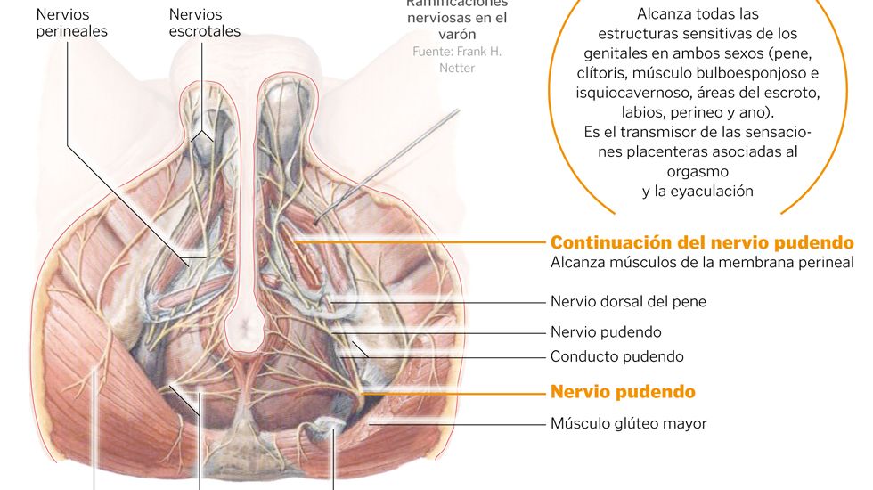 dolor pélvico del nervio pudendo dolor pélvico del nervio pudendo