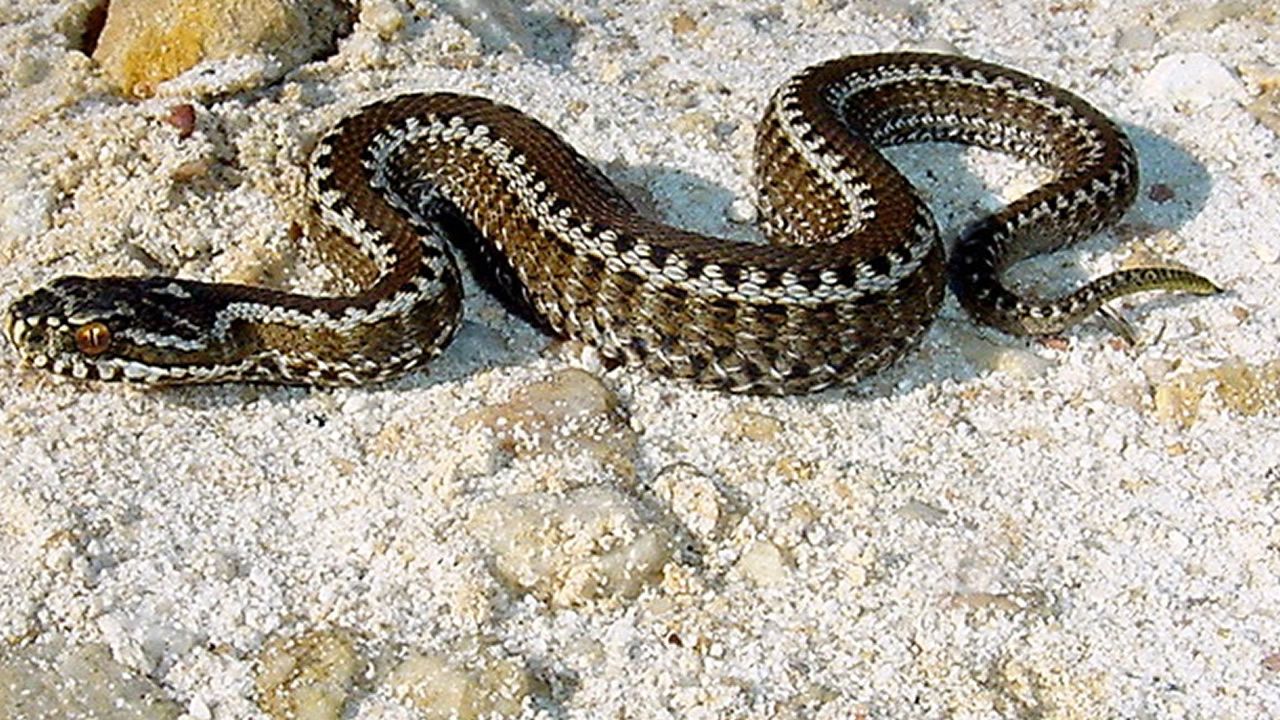 Qué hacer si se encuentra una víbora en casa o en la finca?