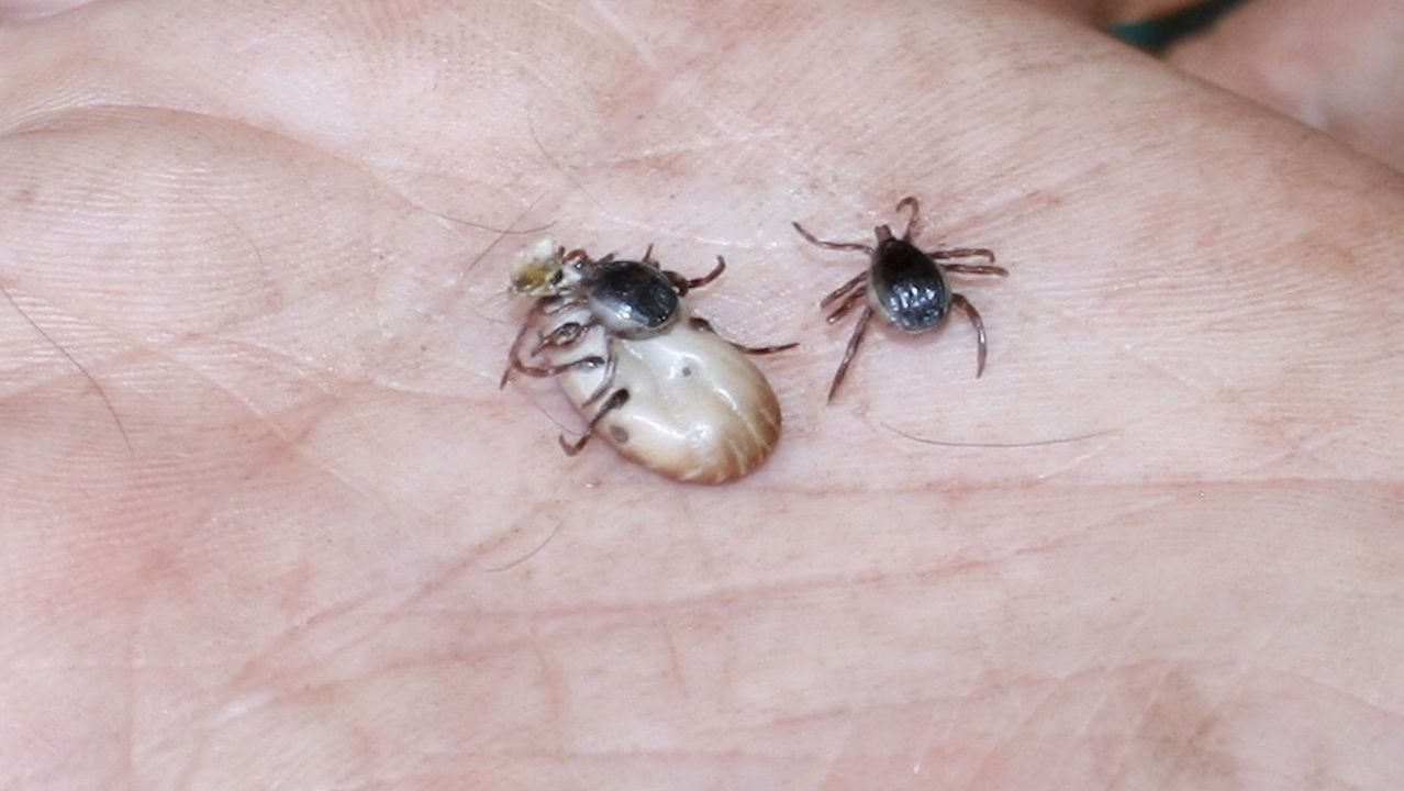 que enfermedad causan las garrapatas