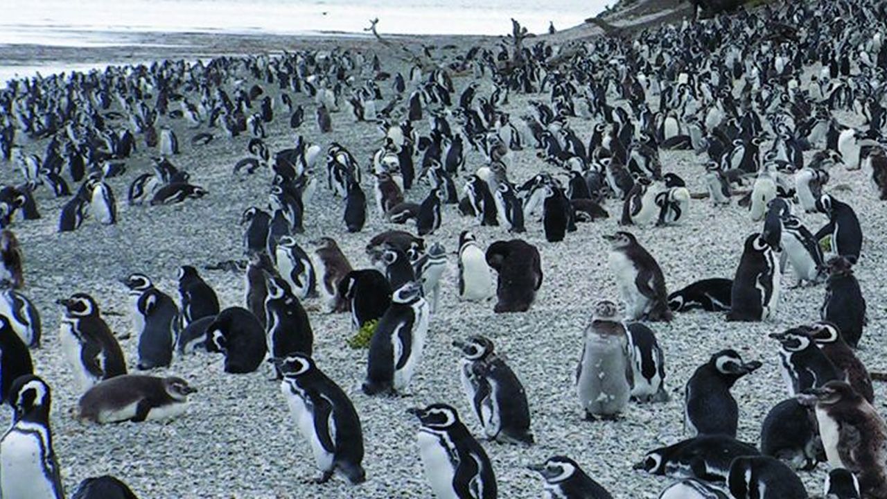 El excremento de las aves podría hacer que aumente la ...