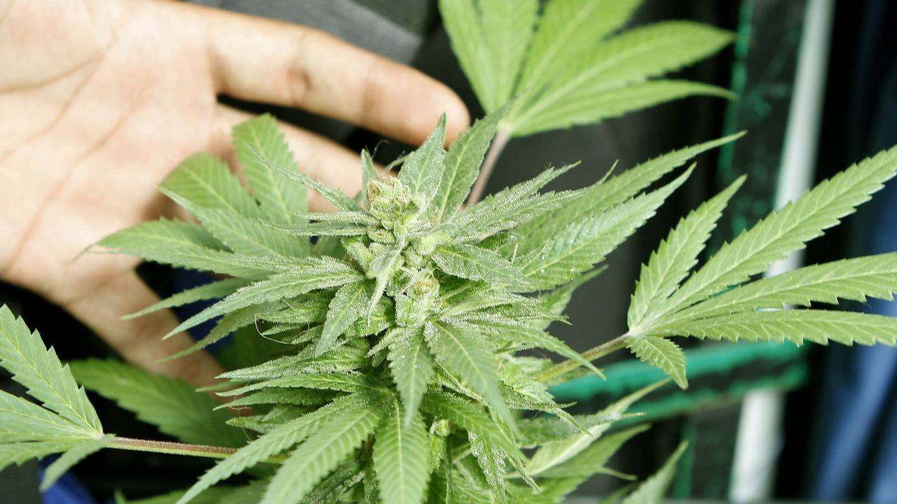 Marihuana como usarla para bajar de peso