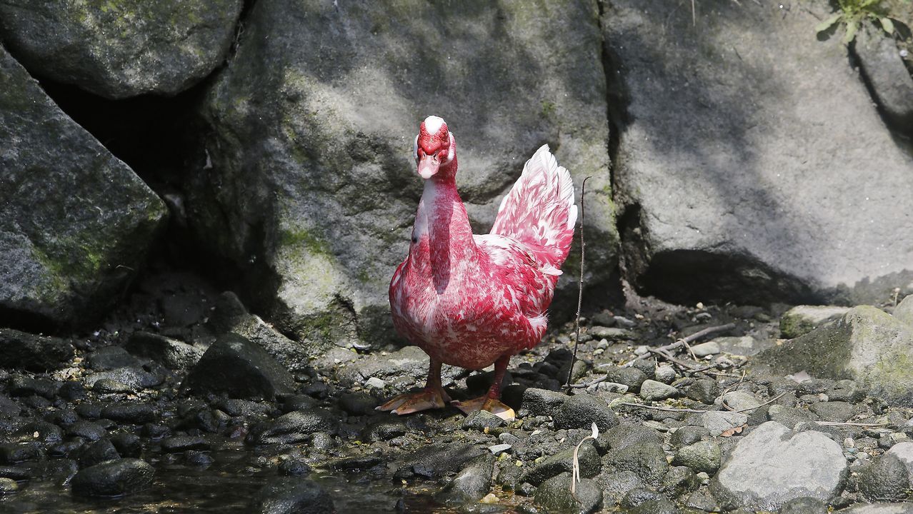 La Agresion A Un Pato Del Gafos Indigna A Los Vecinos Que Hablan