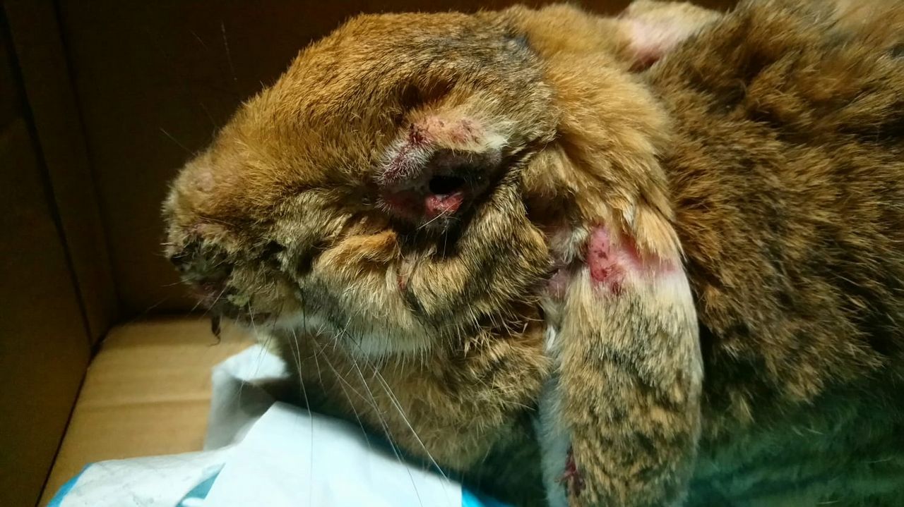 Exigen Al Concello Un Espacio Para Acoger Animales Exoticos Abandonados