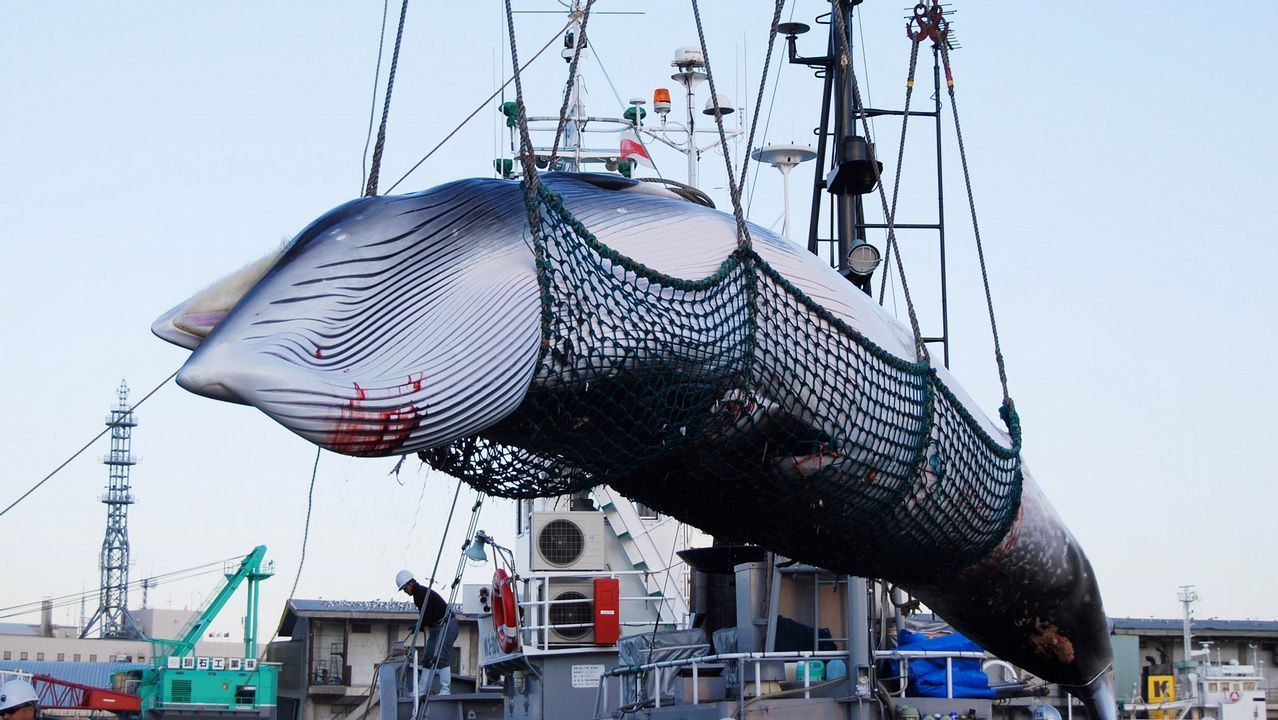 Resultado de imagen para caza de ballenas japon