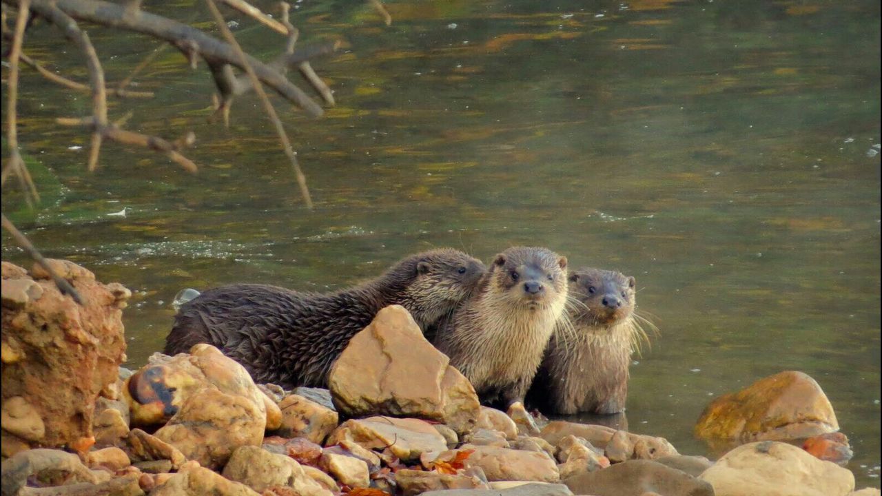 Resultado de imagen de Fauna y flora del Parque Natural de Corrubedo