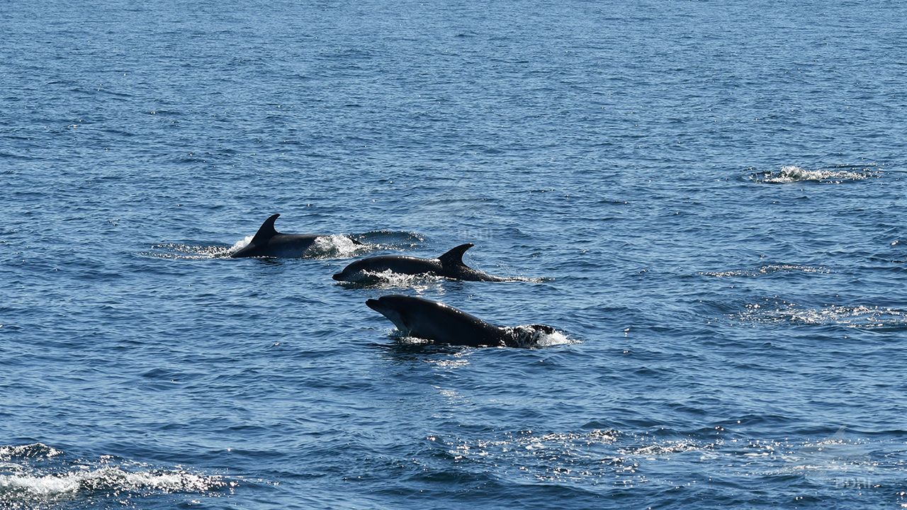 Las Espectaculares Imagenes De Un Grupo De Mas De 150 Delfines Mulares En Galicia