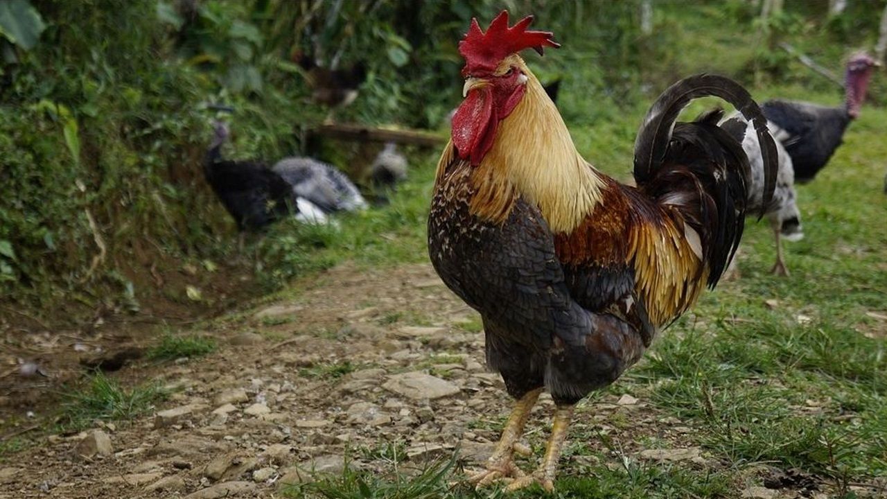 El Gallo Maurice En El Banquillo Por Cantar