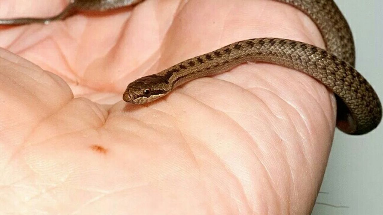 Por Que Hay Este Verano Mas Serpientes En Asturias