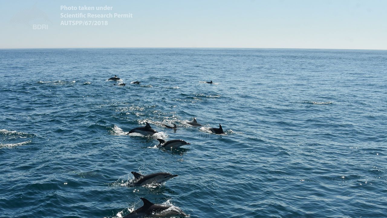 Cazado Un Supergrupo De Delfines Comunes En Ons