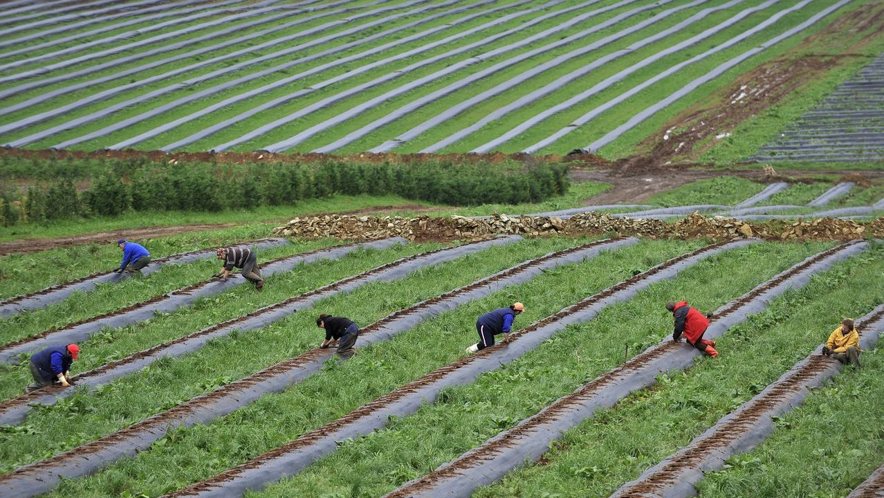 La Subida Del Salario Minimo Eleva El Coste De Los Peones En El Sector Agricola