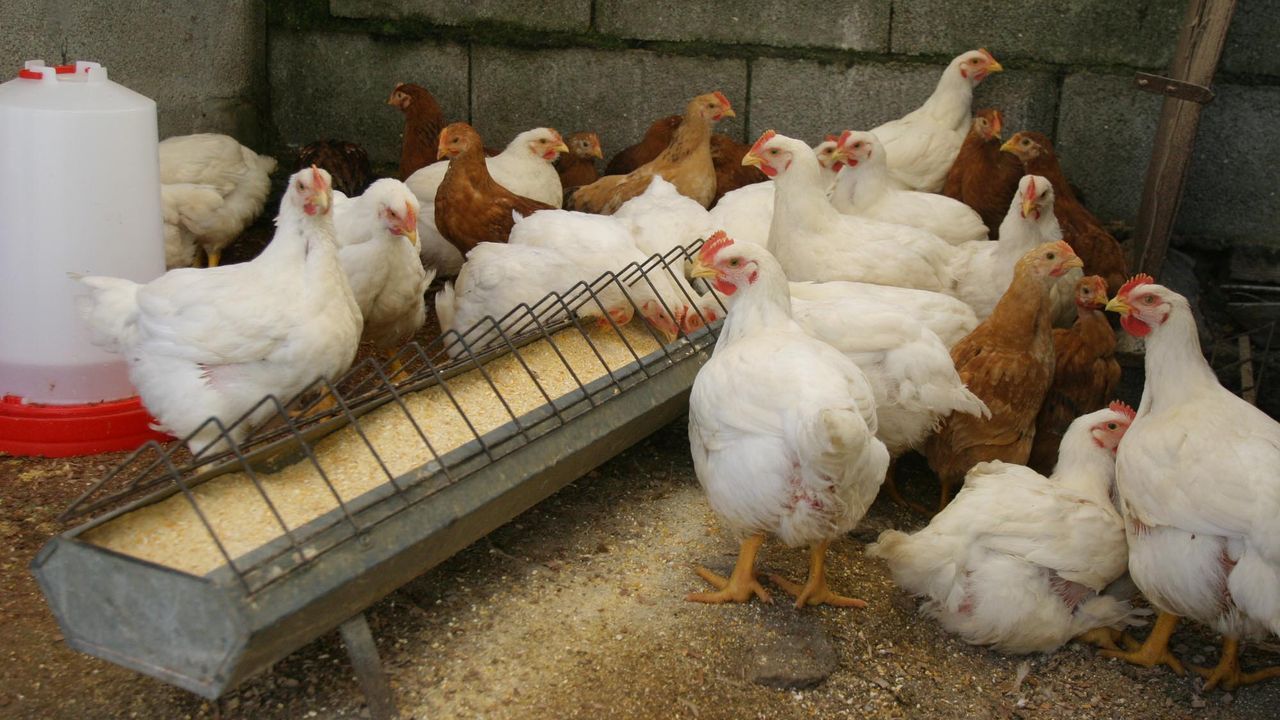 Medio millar de gallineros se han dado de alta en O Salnés desde ...