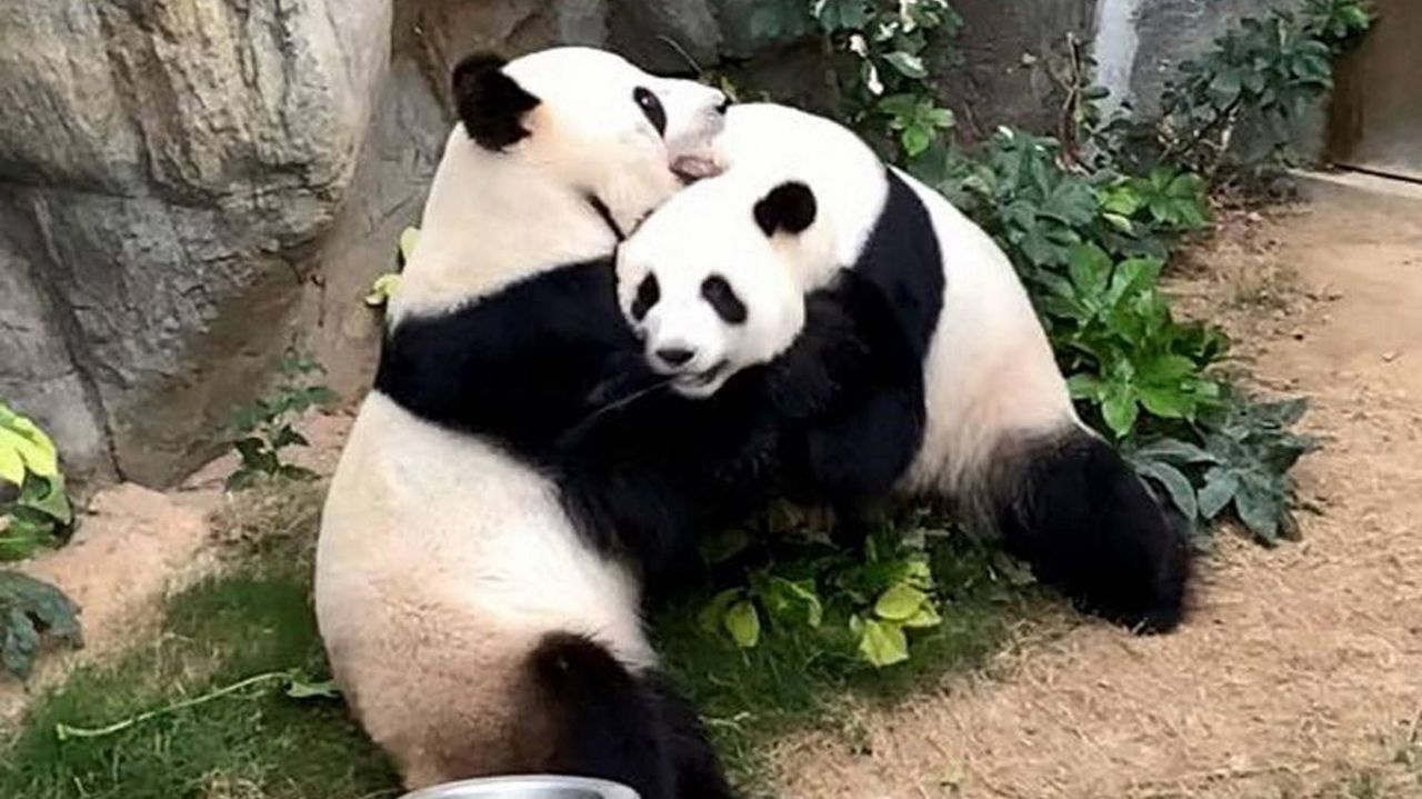 Dos Osos Panda De Un Zoo De Hong Kong Se Aparean Por Primera Vez En Diez Anos Animados Por La Intimidad Del Confinamiento