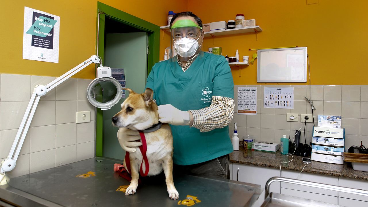 No Tener En Cuenta A Los Veterinarios En Esta Pandemia Es Un Desperdicio