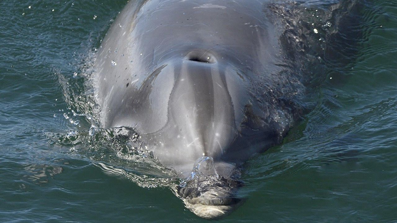 Prohibido Tocar Al Delfin Solitario