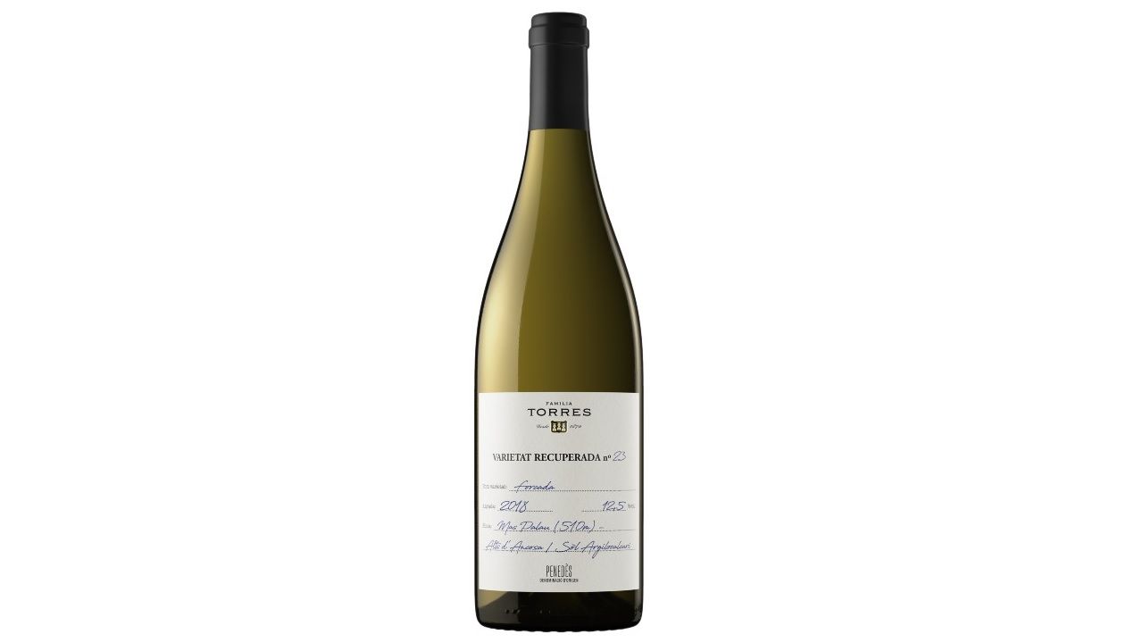 Forcada es la única variedad blanca prefiloxérica recuperada por Familia Torres con gran potencial enológico y capaz de adaptarse al cambio climático.
Es una variedad de ciclo largo, muy vigorosa y productiva.