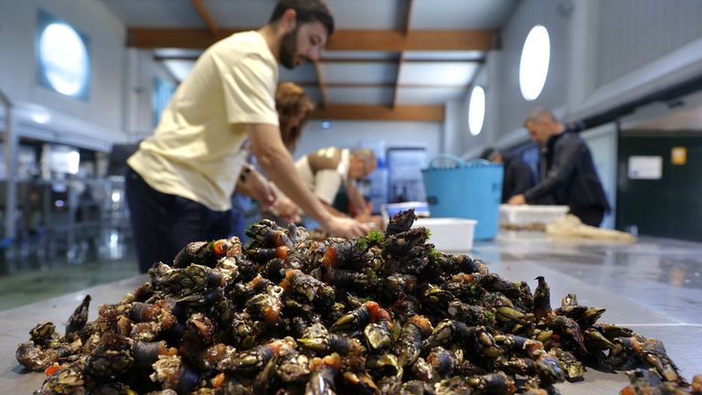 El percebe de Ons llegó a 100 euros en su regreso tras las Navidades