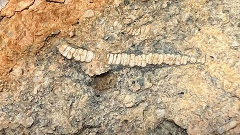 Fósiles de crinoideos en una roca cerca de la aldea de Seceda. Los tubos anillados son los pedúnculos con los que estos animales del período Devónico se sujetaban al fondo marino