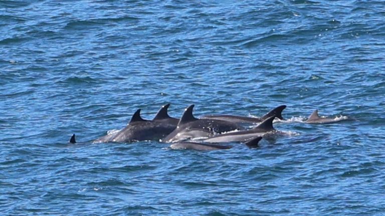 Bruselas cerrará de nuevo el golfo de Vizcaya a la pesca para proteger delfines y pequeños cetáceos