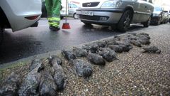 Las imgenes de los estorninos muertos en Ferrol