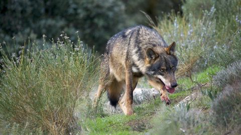 Fotografían a dos lobos comiendo un becerro a las  horas en una  carretera en Barreiros: «Xa non escapan ao ver xente»