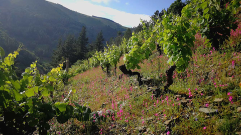 Vi�edo de Cangas del Narcea