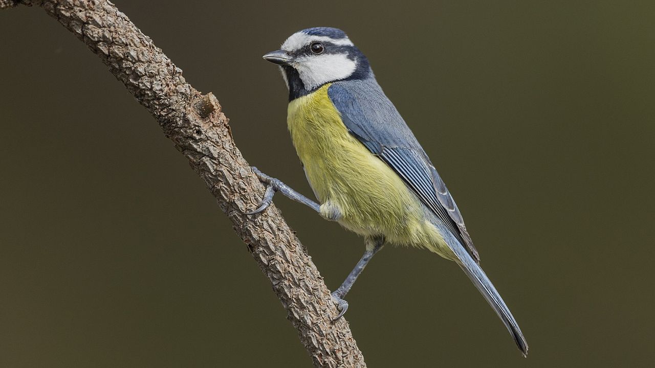 As moldean las altas temperaturas la Antrtida.Cyanistes Teneriffae