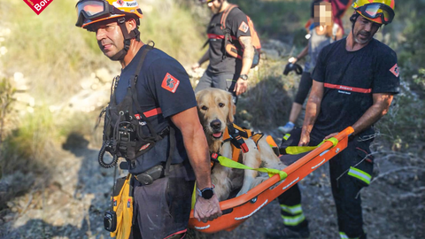 Los bomberos de la Diputaci�n de Alicante portando al golden retriever de vuelta al coche