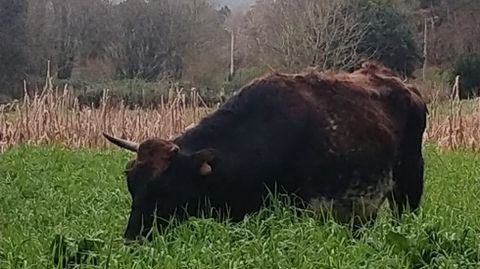 La vaca que se escap de Soutullo y apareci en Arra, en Sanxenxo