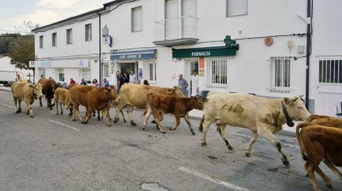 Vacas y becerros cruzaron el casco urbano en direccin al recinto ferial.