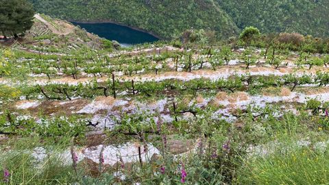 Una de las viñas de Amandi afectadas por la tormenta que descargó el domingo en forma de granizo