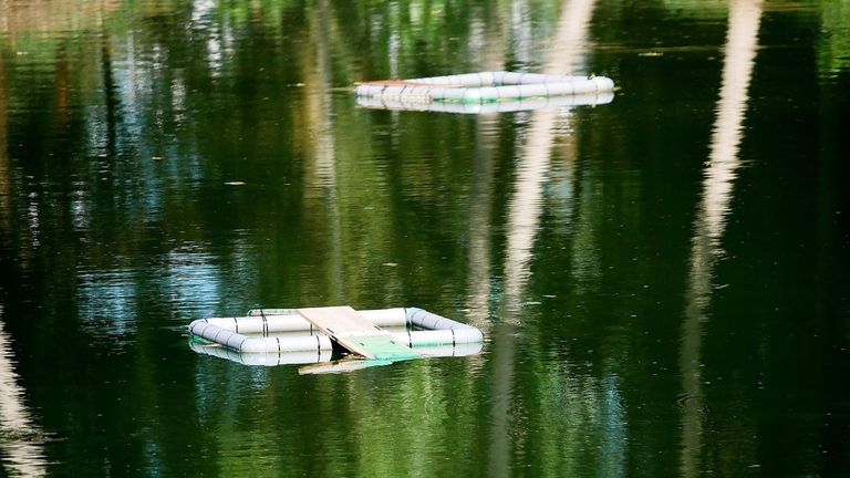 Los técnicos de la Consellería de Medio Ambiente colocaron estas trampas, denominadas plataformas de soleamiento, en una laguna que se encuentra junto al Cabe en Monforte, en una zona donde se ejecuta un proyecto de reforma de las orillas y el cauce del río.
