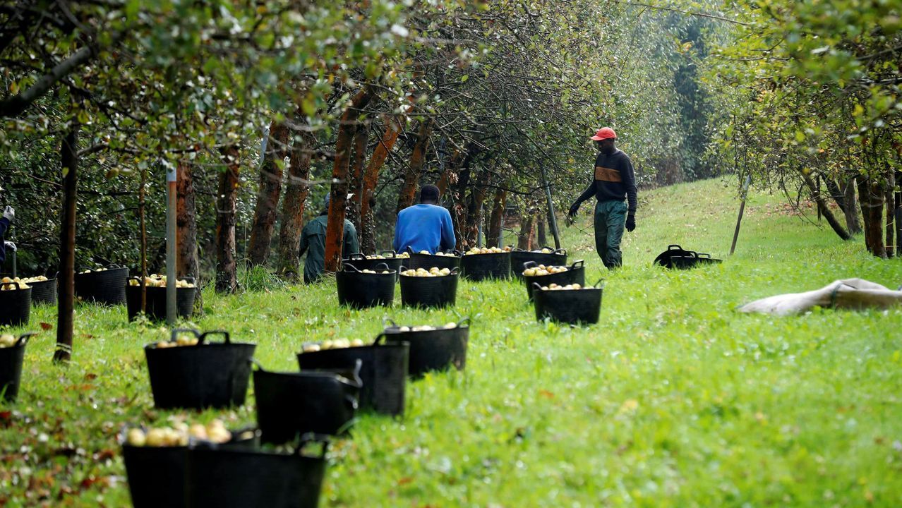 Trabajadores senegaleses trabajan en Asturias en el inicio de la campaña de recogida de la manzana utilizada para elaborar sidra. 