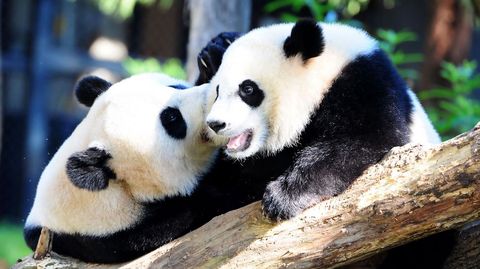 El panda gigante Mei Xiang y su cachorro Bei Bei juegan en su recinto