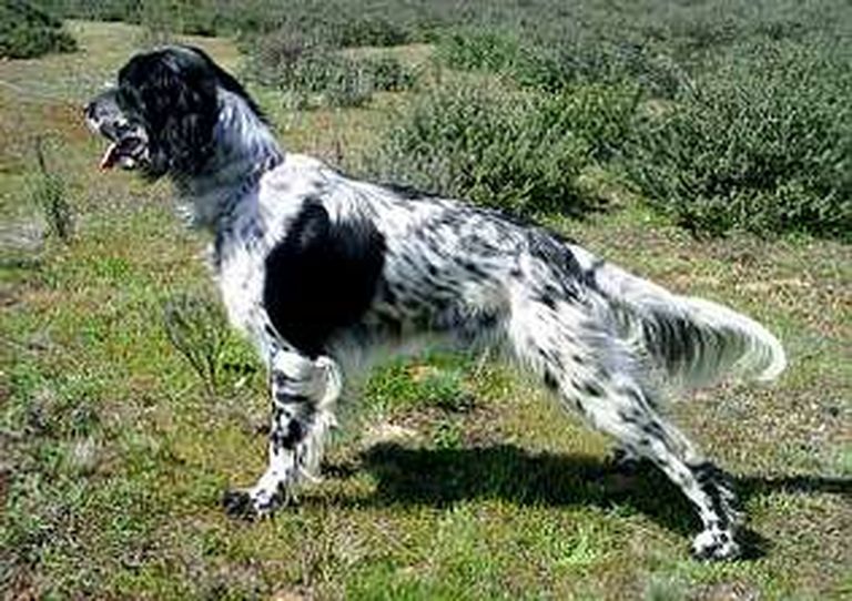 Imagen de archivo de un perro de raza setter