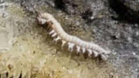 Los CSI de Rei Cintolo casi 4.000 horas invertidas para seguir