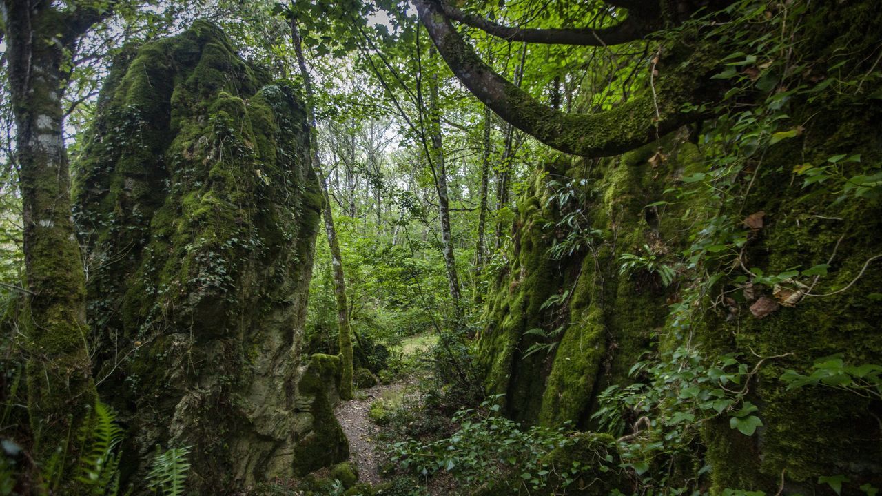 Os Grobos, un bosque propio deTolkien.La iglesia de San Pedro, en las inmediaciones de la aldea de Esperante