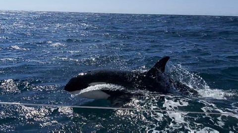 Las catorce orcas que tienen en vilo a los veleros en Galicia