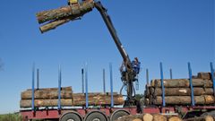 La empresa de Baldomero Fernndez tramita unas 1.500 toneladas de madera cada mes