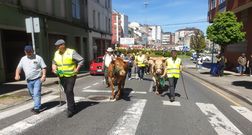 Las vacas se incorporan a la manifestacin de Lugo, donde los ganaderos piden que se suba el precio de la carne