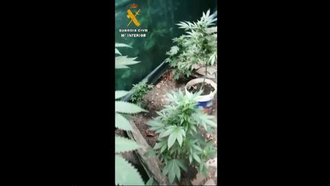 Detenido en Mieres por cultivar marihuana