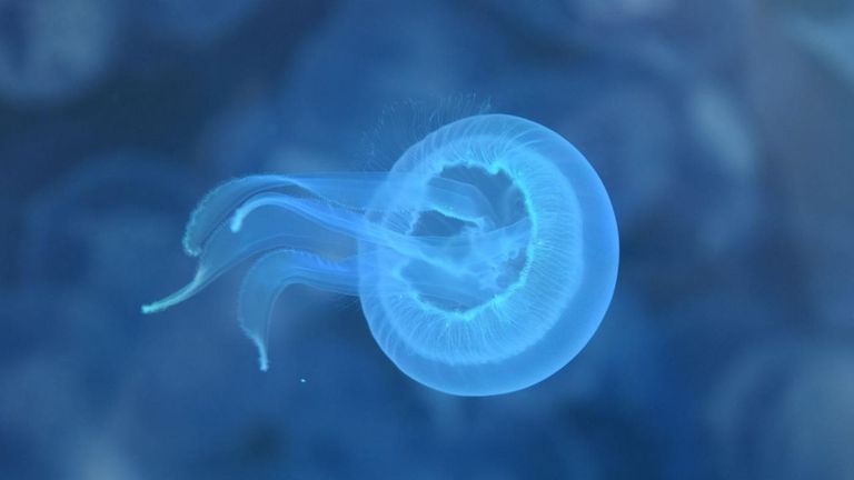 Científicos de Vigo logran la primera criopreservación mundial de larvas de medusa