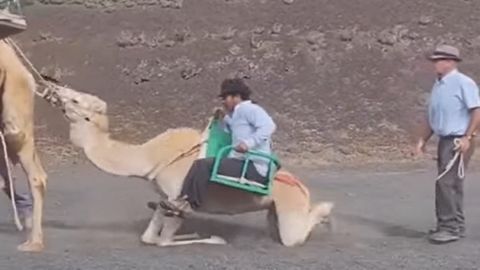 Captura del vídeo difundido en el que los camelleros tratan de que un dromedario joven se ponga en pie levantando el peso de dos hombres