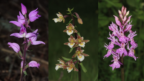 Varias especies de orqu�deas. De izquierda a derecha:��Cephalanthera rubra�,��Epipactis palustris� y��Dactylorhiza fuchsii�