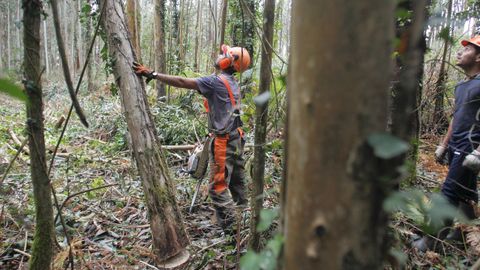 Trabajos forestales en un monte de la parroquia de Senra, en Ortigueira