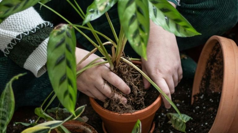 Obradoiro para o transplante e coidado de plantas